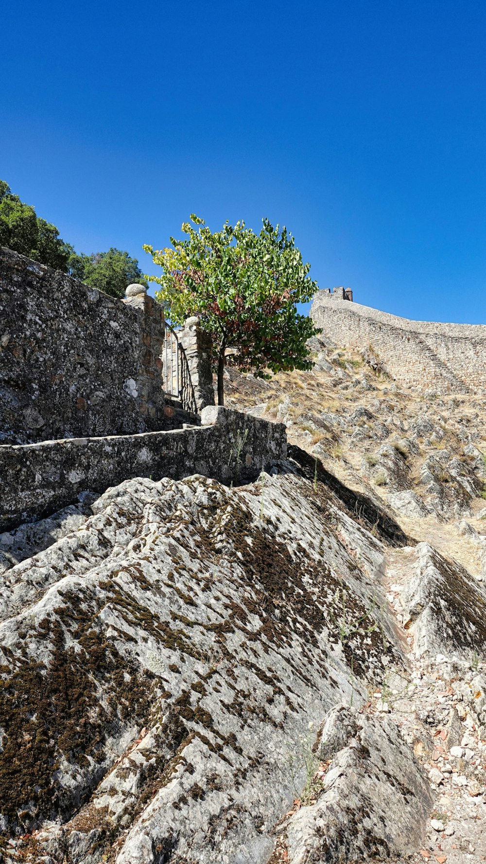 a tree on a rocky hill