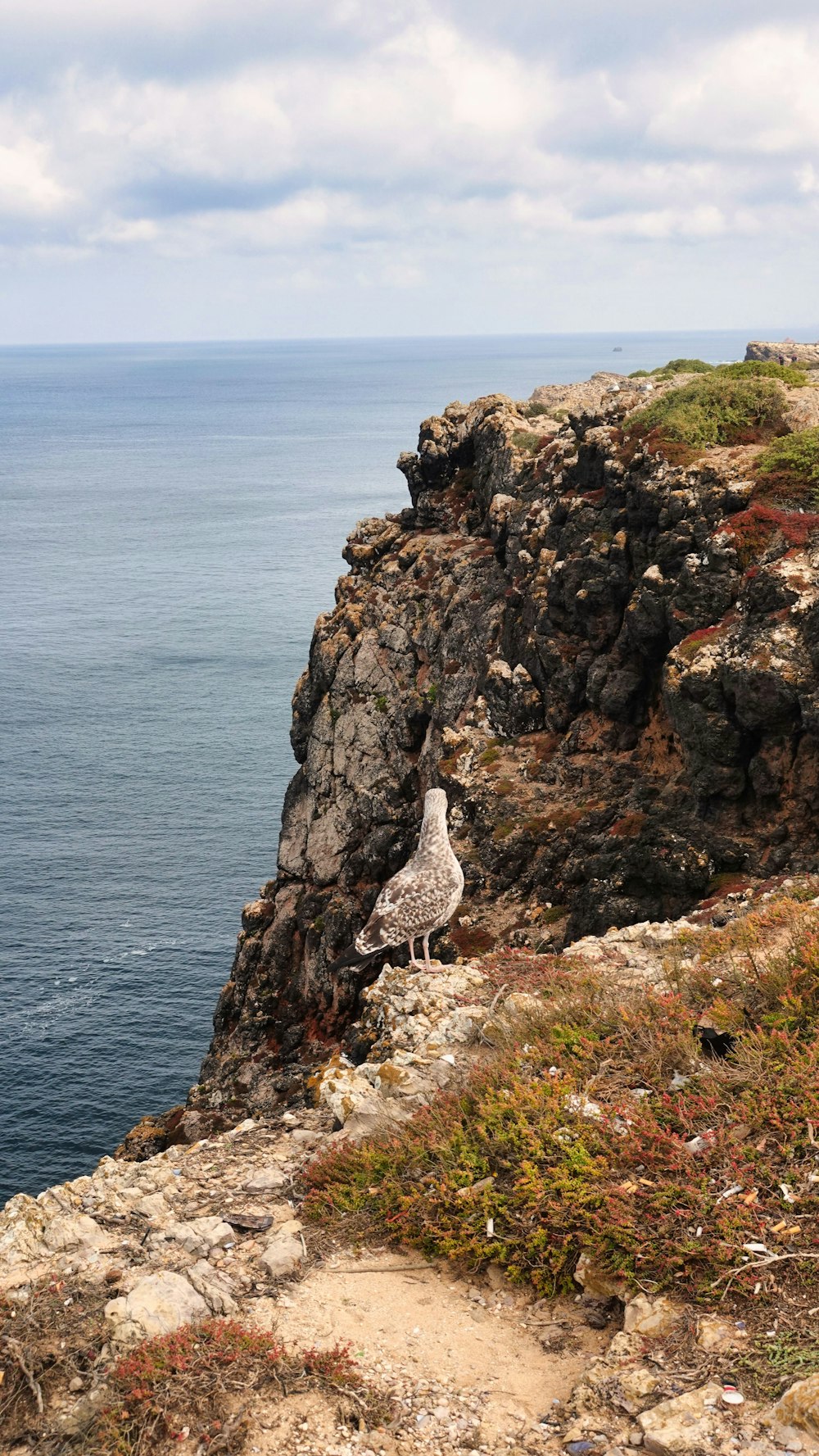 a bird on a cliff