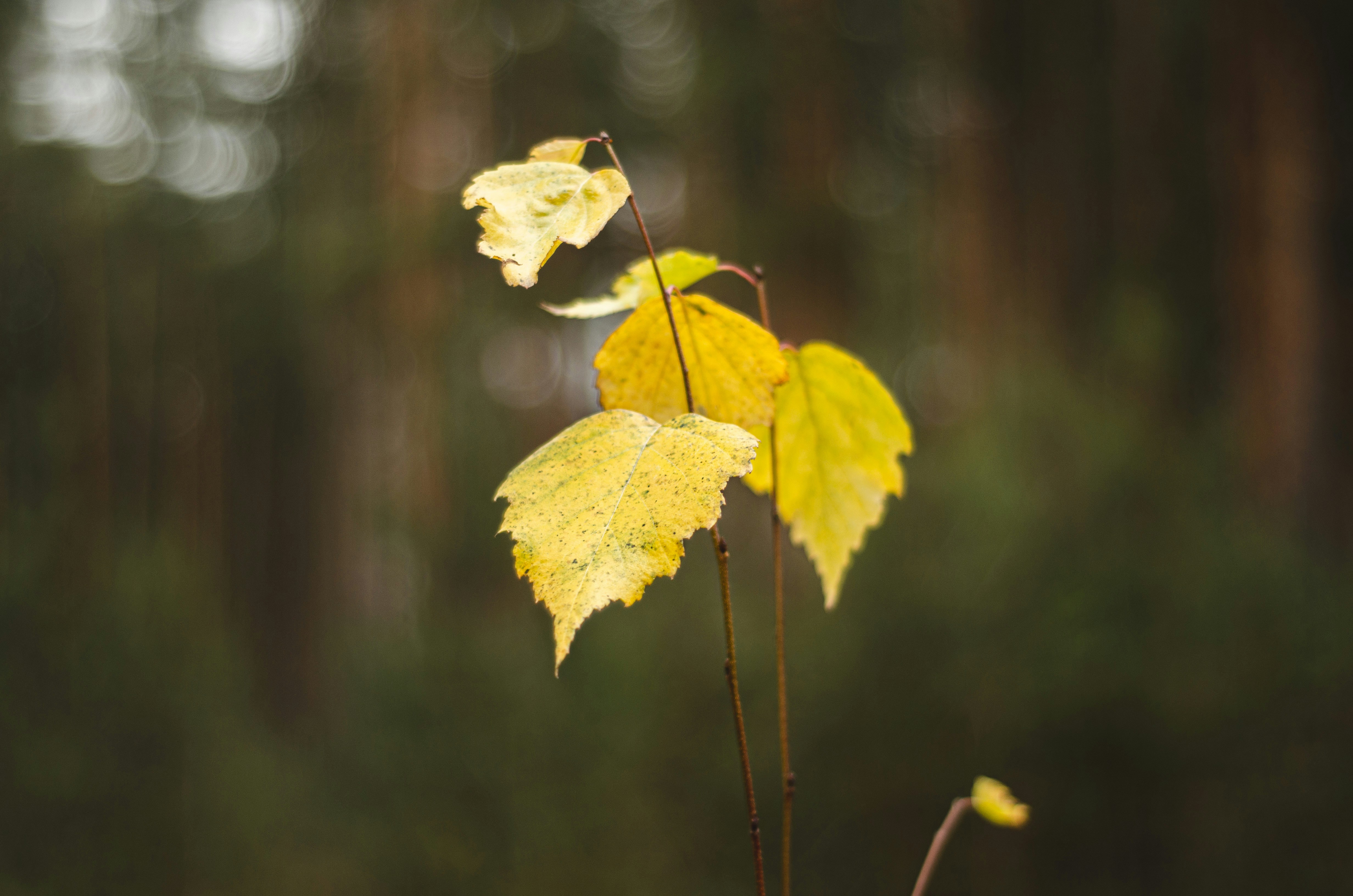 Photo by indi_grunge