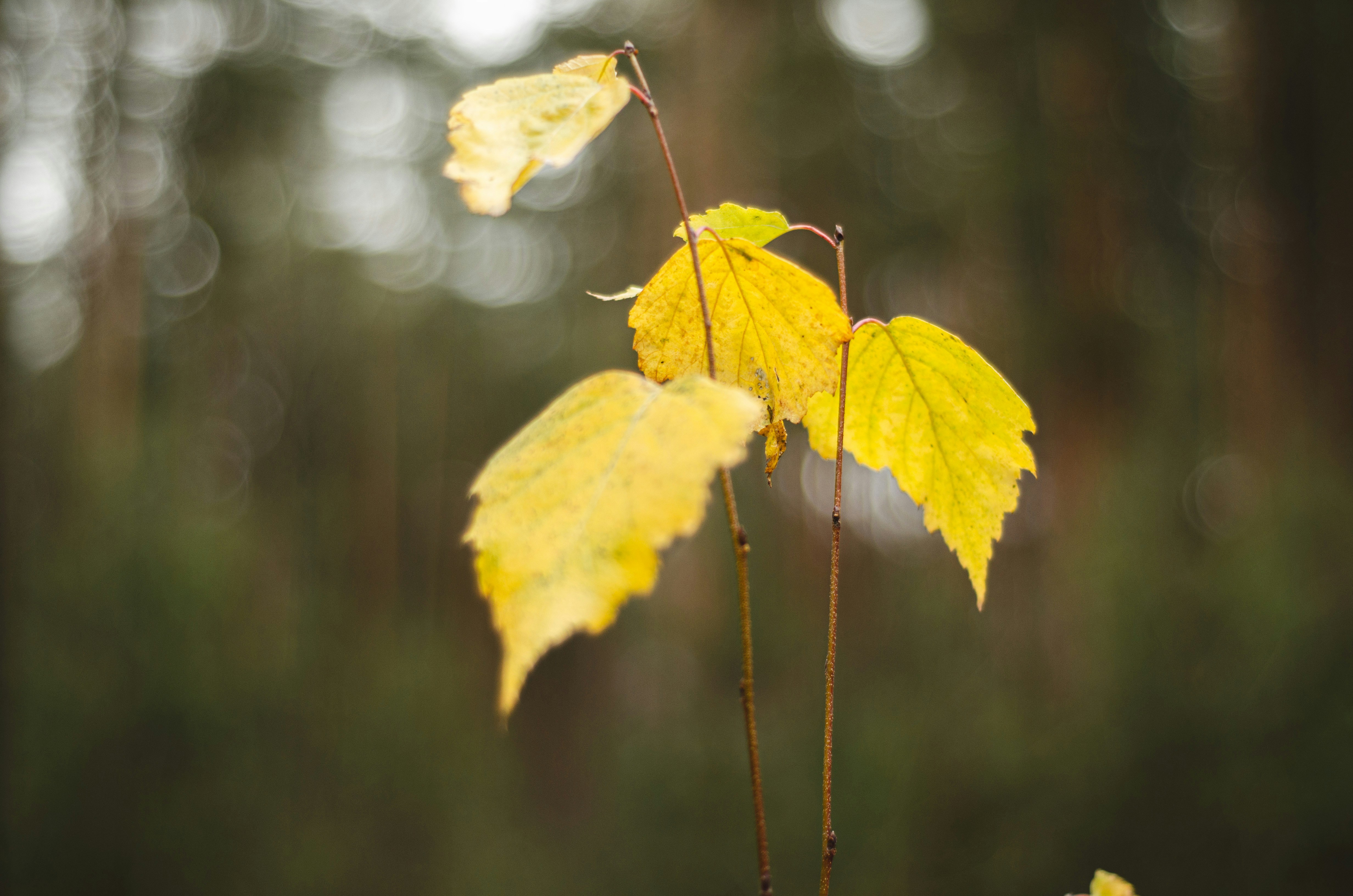 Photo by indi_grunge