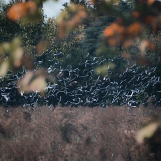 A flock of birds in flight against a backdrop of dense, green foliage. The image captures the movement of the birds mid-air, suggesting a sense of motion and freedom. The foreground is blurred with autumnal leaves, adding a sense of depth and warmth to the scene.
