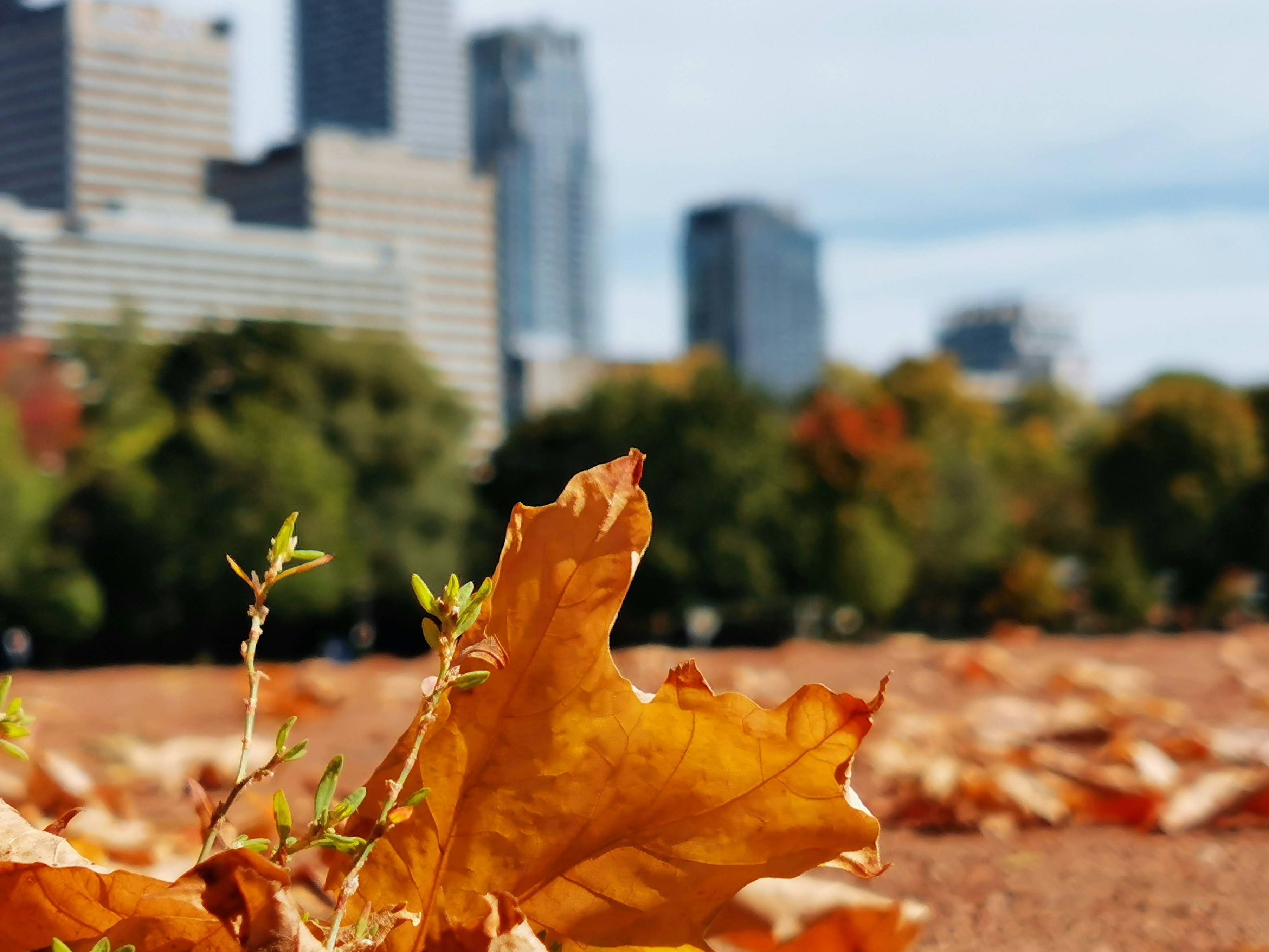 a close-up of a yellow leaf on a tree branch