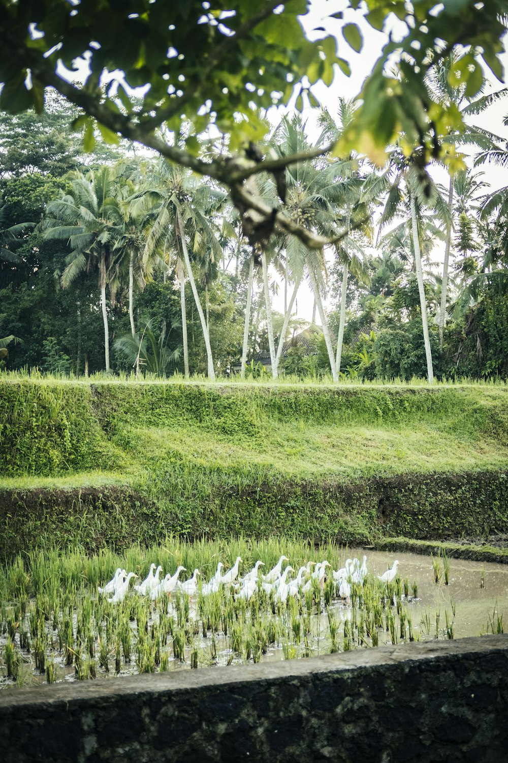 a grassy area with trees in the back