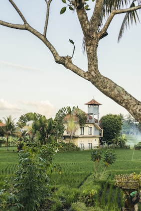 A serene green rice field with a small traditional house in the background under a clear blue sky.