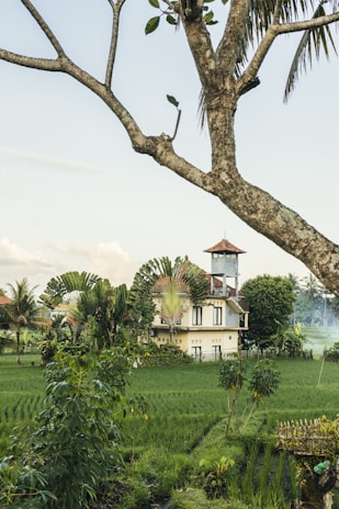 A serene countryside scene featuring a house surrounded by lush greenery and rice fields. The house has traditional architectural elements with a mix of stone and red-tiled roofing. Tall tropical plants and a large tree add to the natural setting, casting soft shadows over the landscape. The sky is pale blue, with a few scattered clouds creating a calm atmosphere.