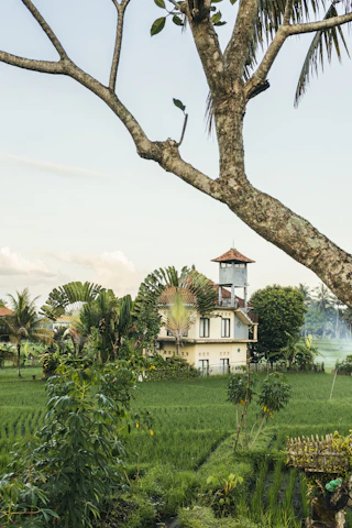 Cozy farmhouse exterior surrounded by vibrant rice fields and flowering plants on a sunny day.
