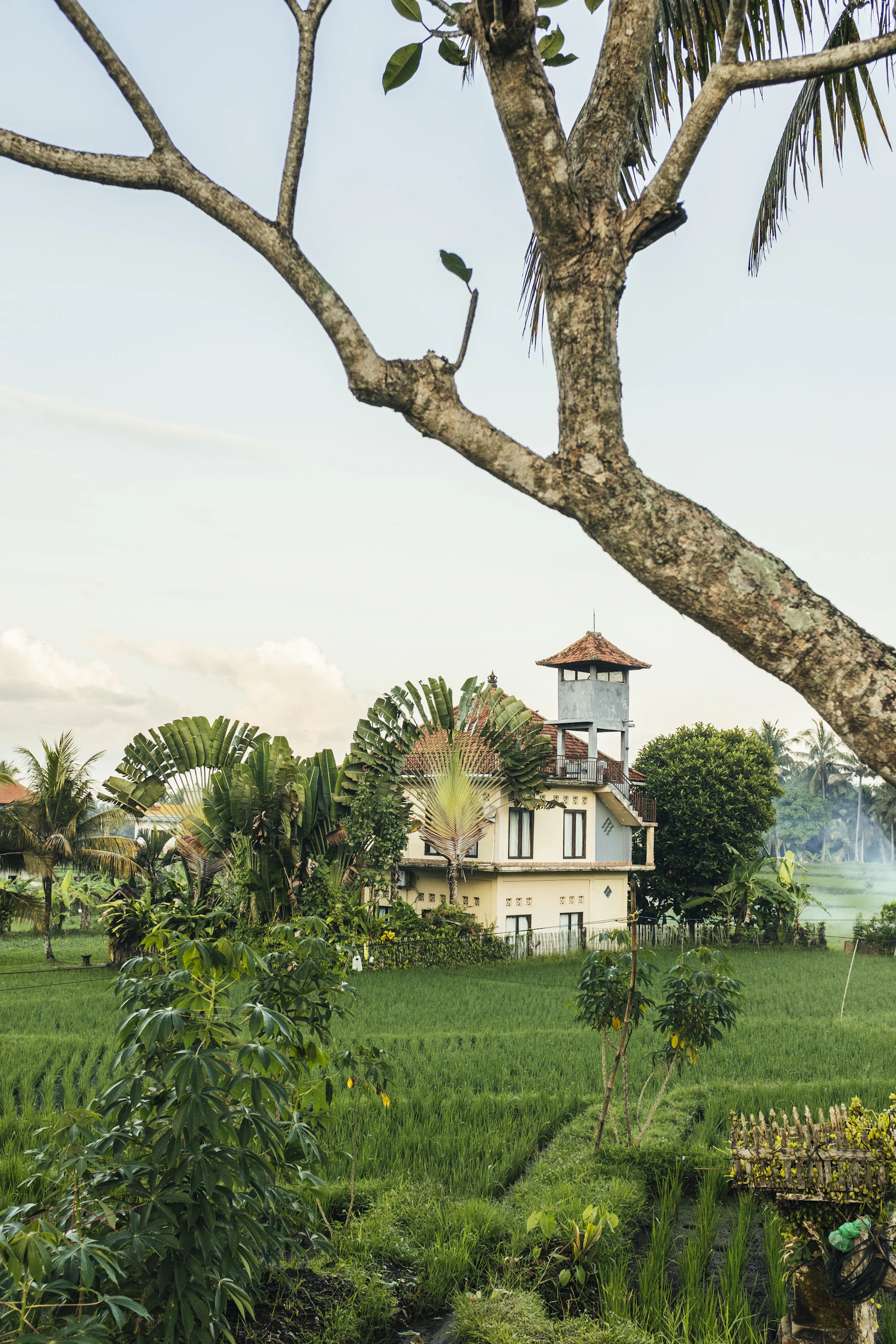 A serene morning view of a traditional village house surrounded by lush green rice fields under a soft sunrise.