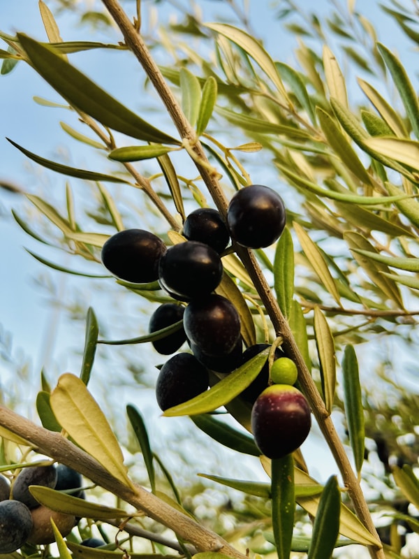 A close-up of some berries