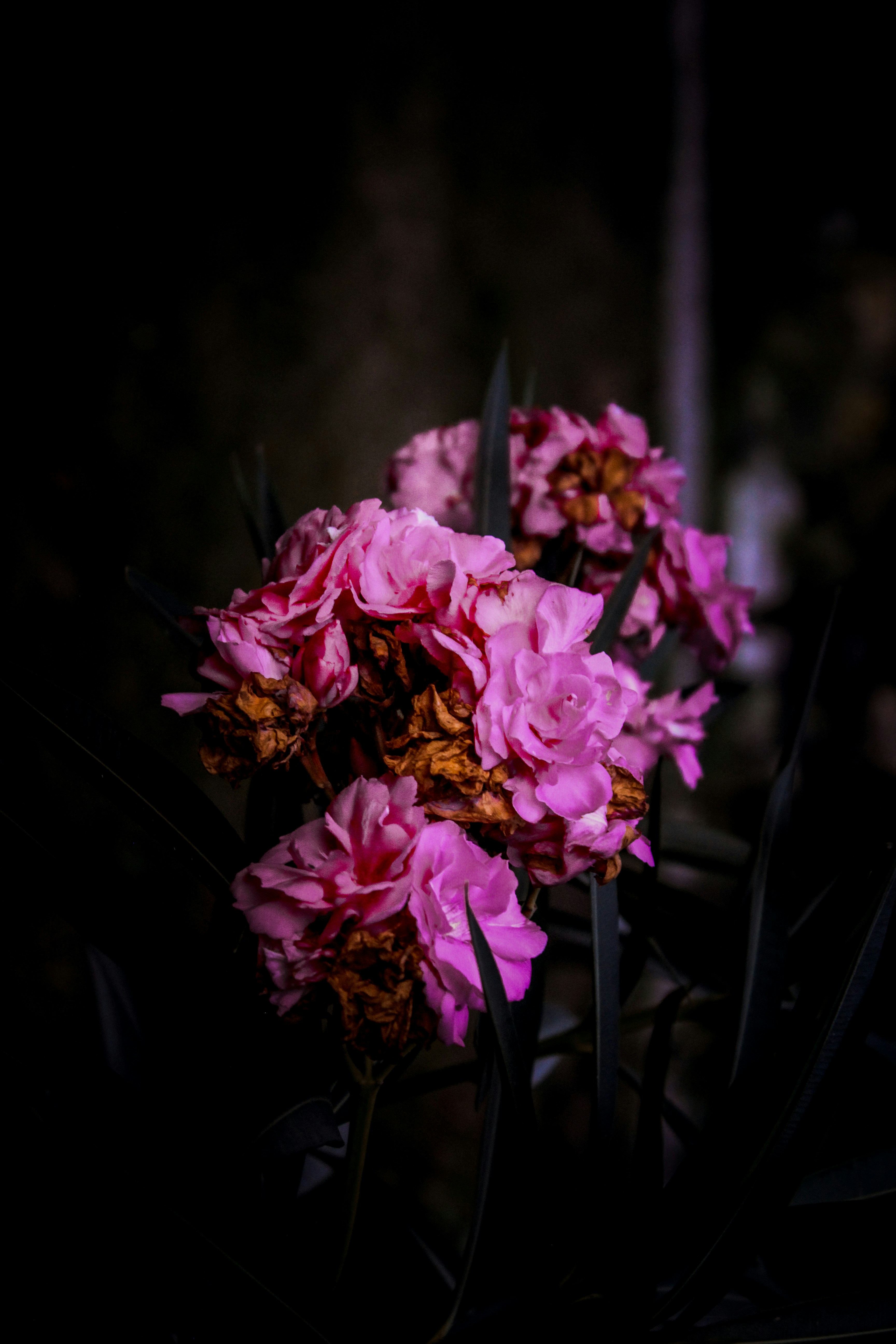 a close up of some flowers