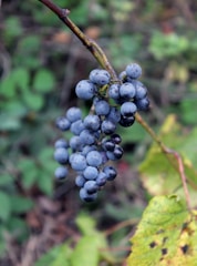 Swiss vineyard grapes during a private wine tasting and vineyard day tour