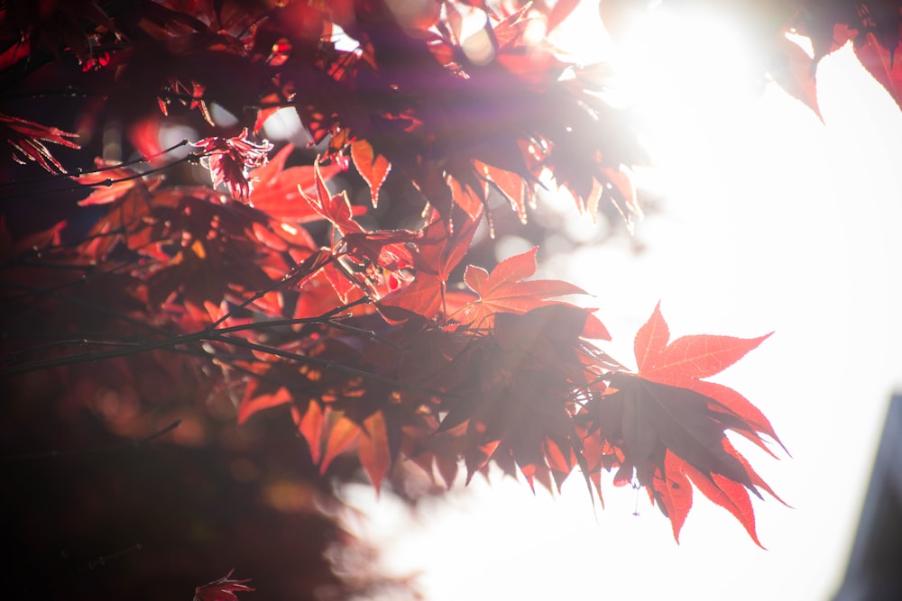 a close up of a tree branch