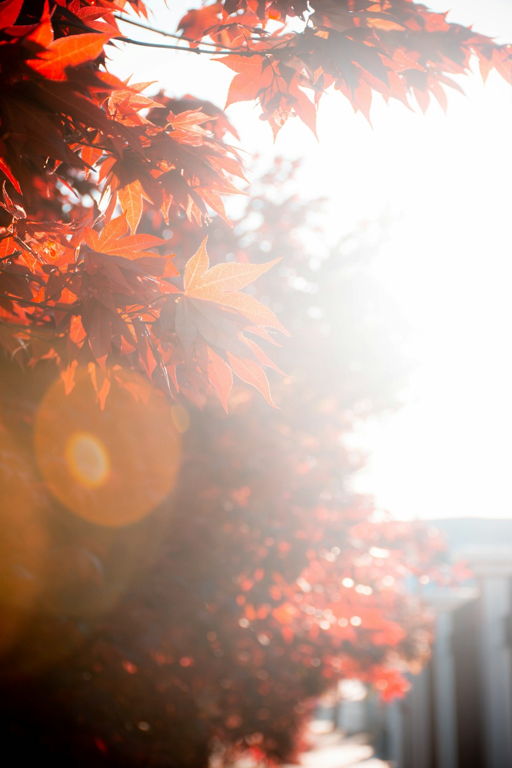 a tree with orange leaves