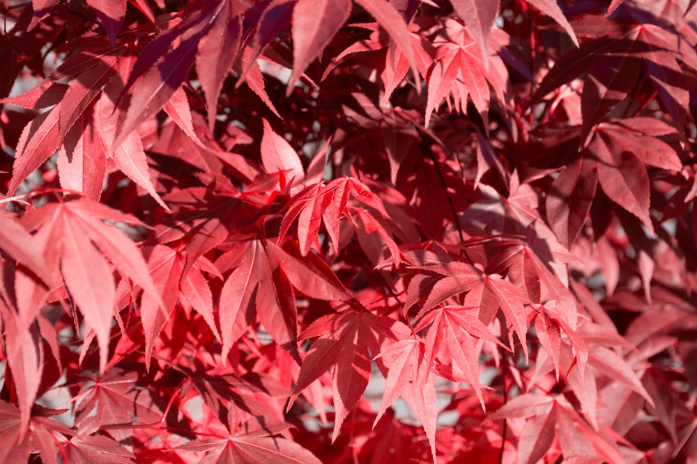 a close up of a red leaf