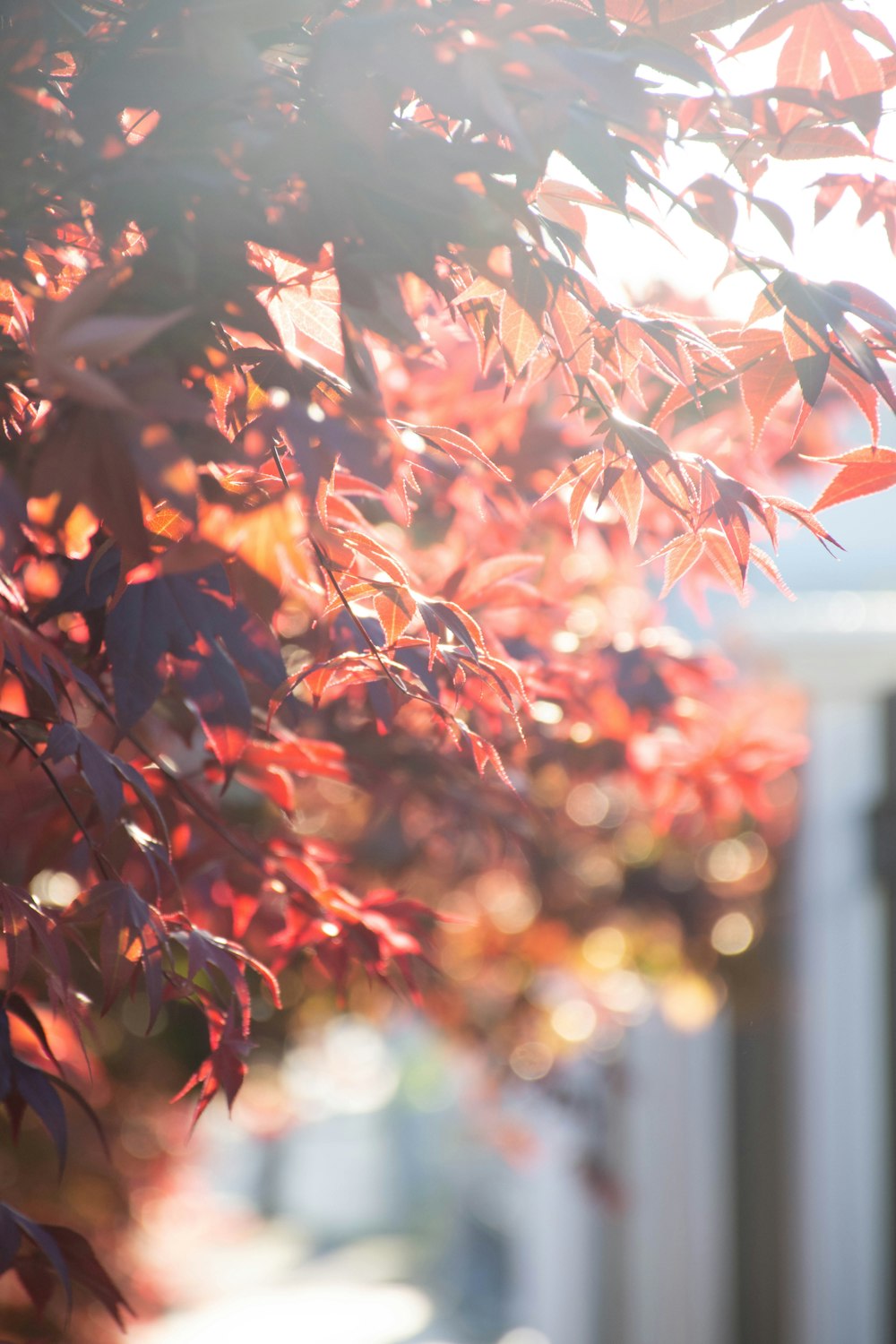 a tree with red leaves