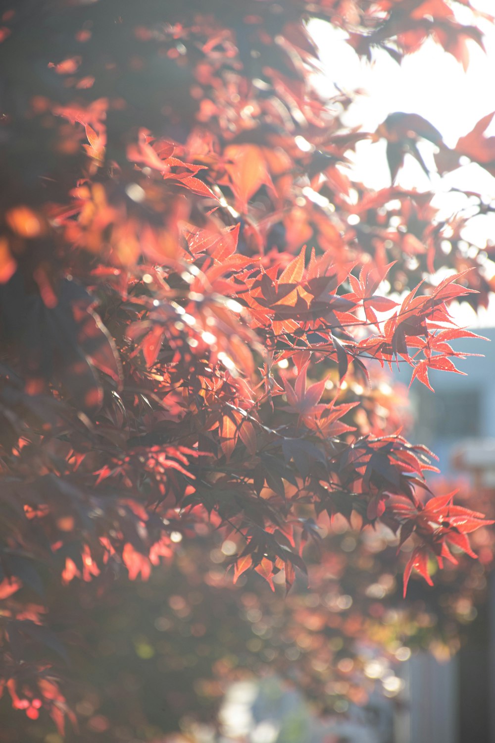 a tree with red leaves