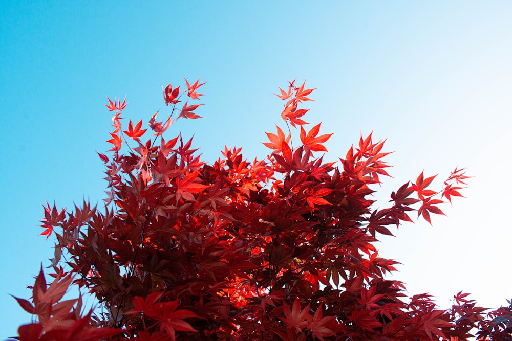 a tree with red leaves