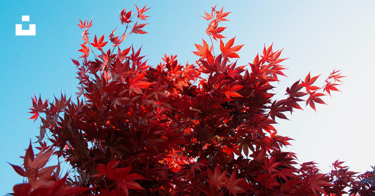 Un arbre aux feuilles rouges photo – Photo Feuille Gratuite sur Unsplash