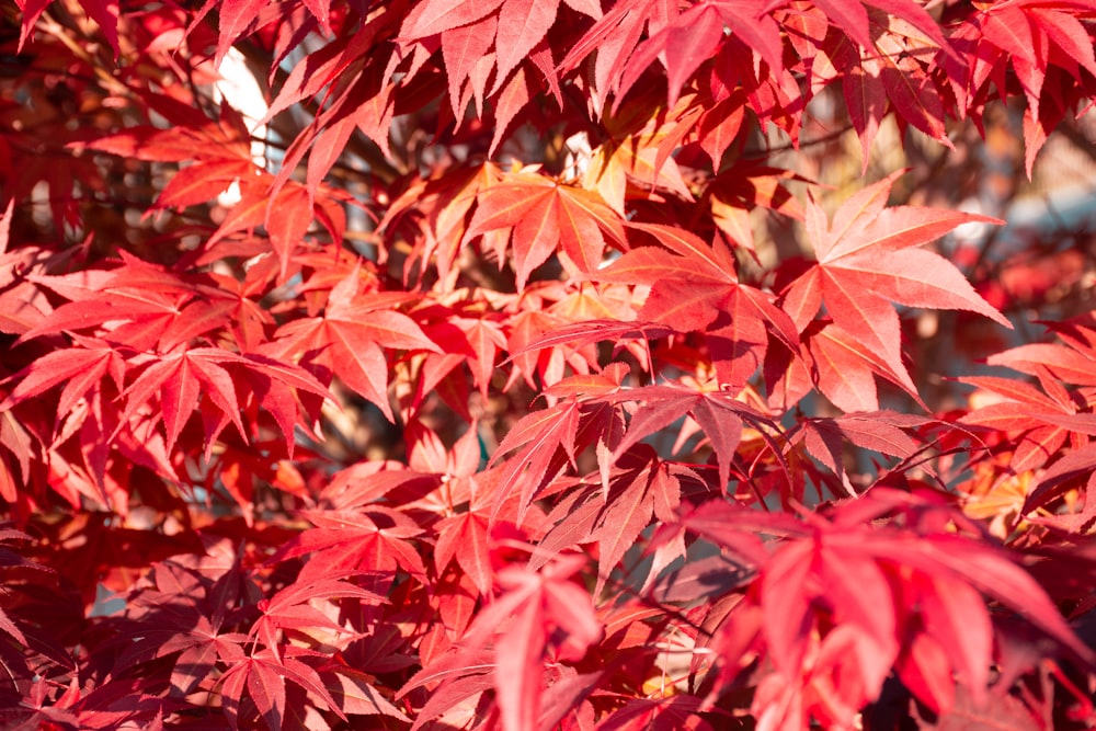 a close up of red leaves