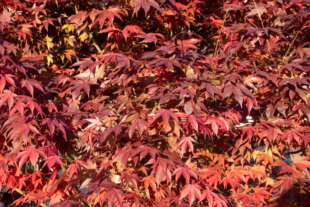 a group of colorful leaves