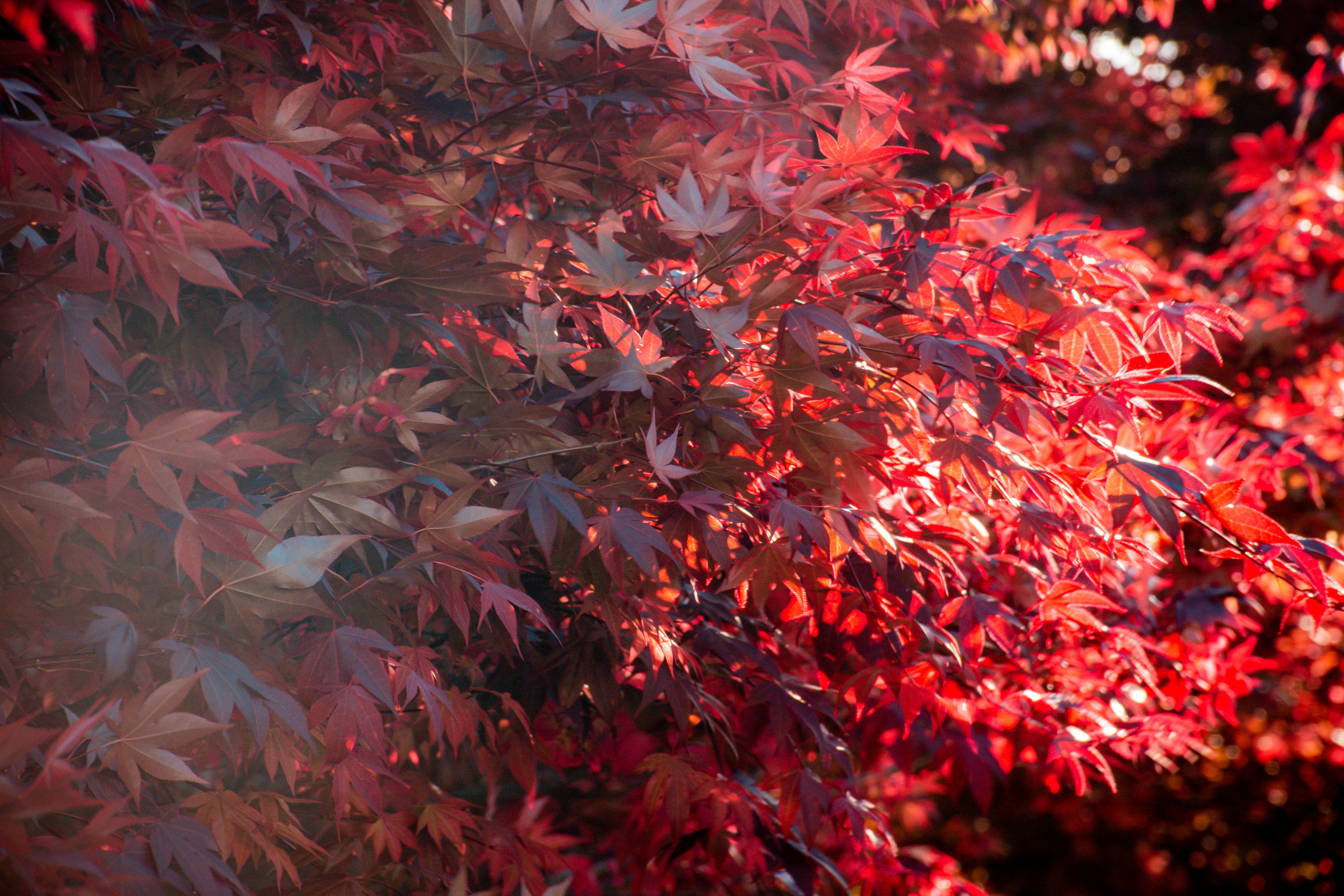 a close up of red leaves