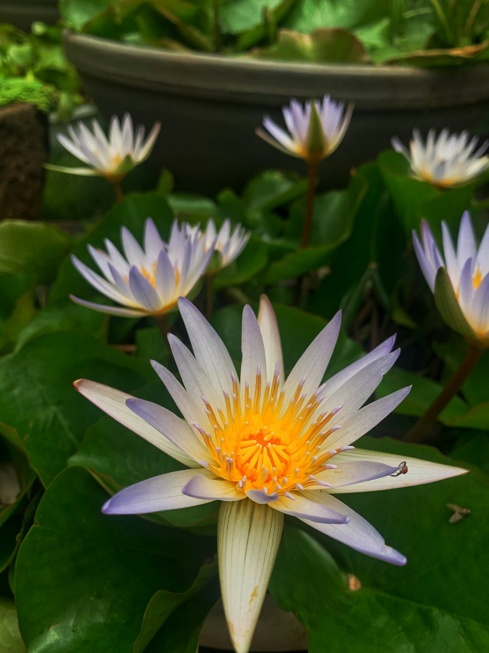 a group of flowers