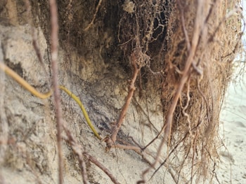 A close-up view of exposed tree roots intertwined and hanging from a soil surface. The roots are a mix of brown hues, and there is a distinct yellow root among them. The background consists of uneven sandy or earthy textures, suggesting erosion or natural wear.