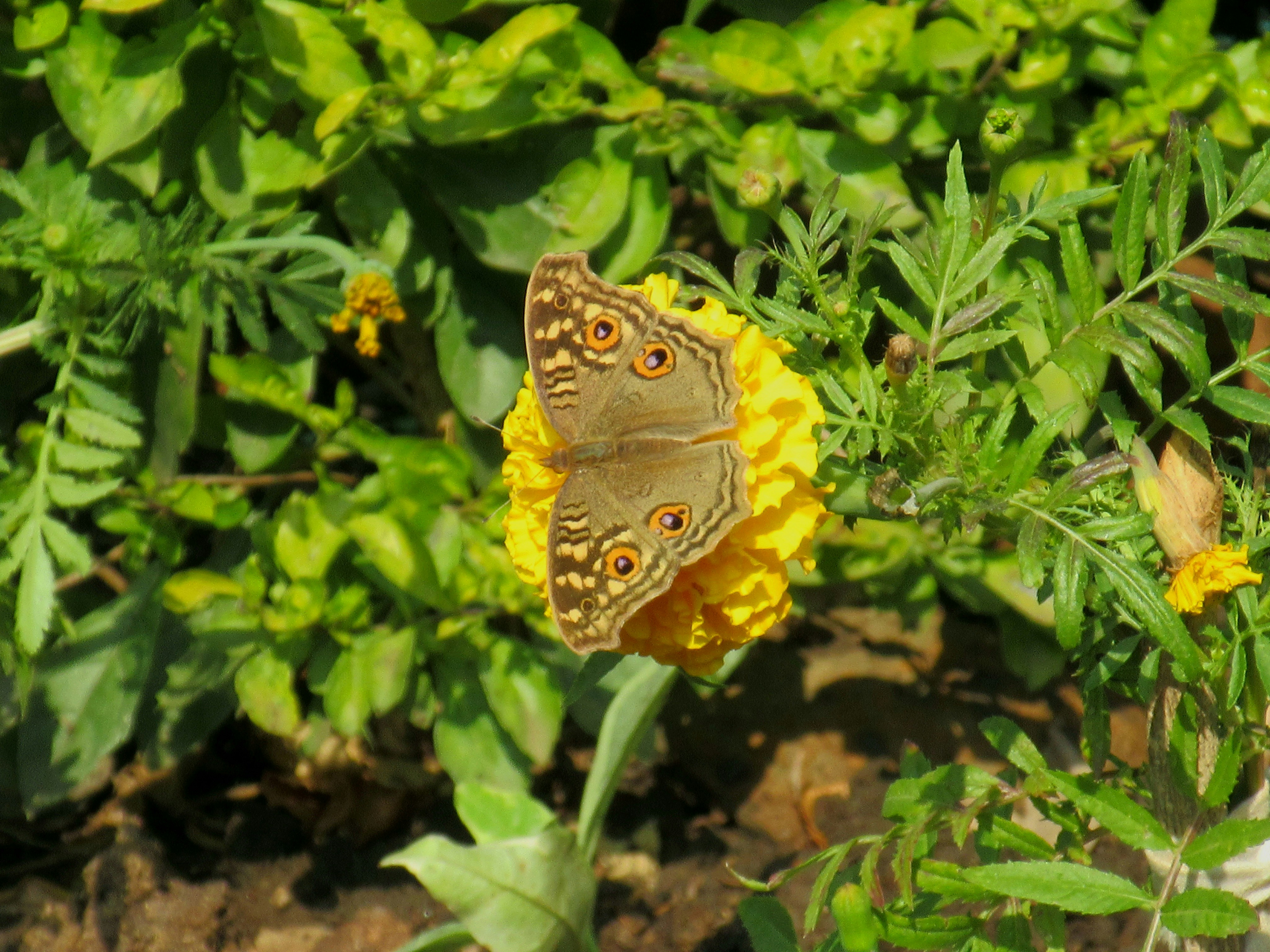 Photo by kanupriyavyas