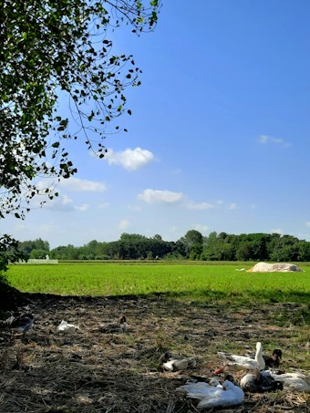 A serene rural landscape featuring a vibrant green field extending towards a horizon lined with dense trees under a clear blue sky. In the foreground, several ducks rest on a patch of dry grass and straw. A leafy tree branch partially frames the left side of the image.