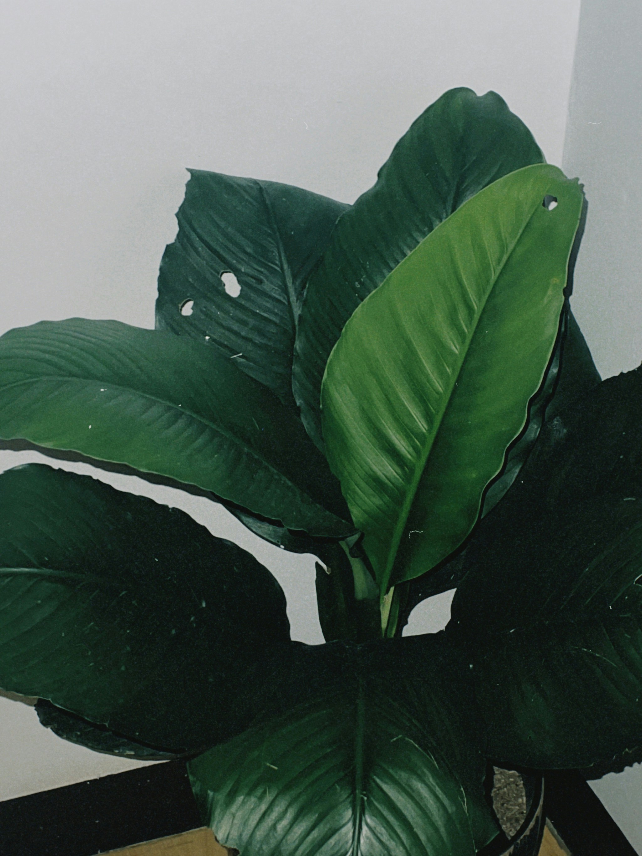 Photo by omnictiomerry