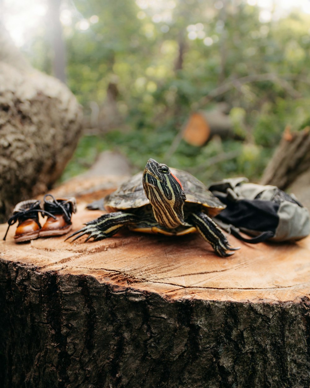 a couple of bugs on a log