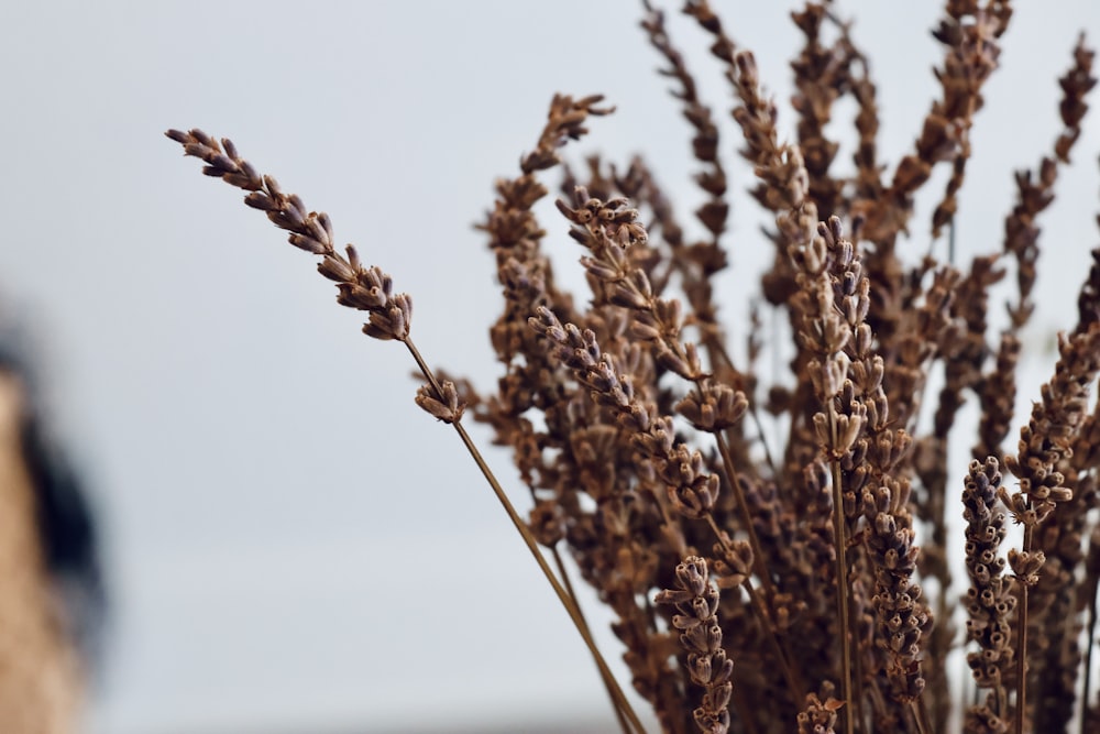 a close up of a plant