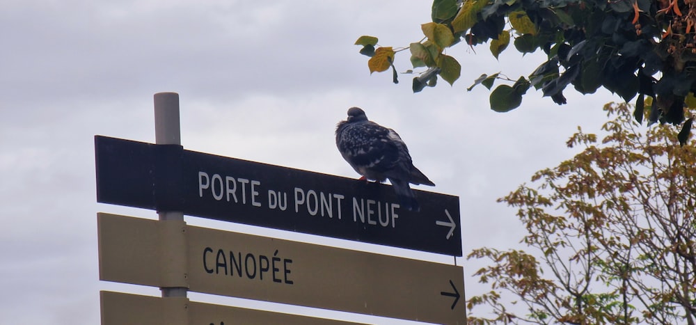 um pássaro senta-se em cima de uma placa de rua