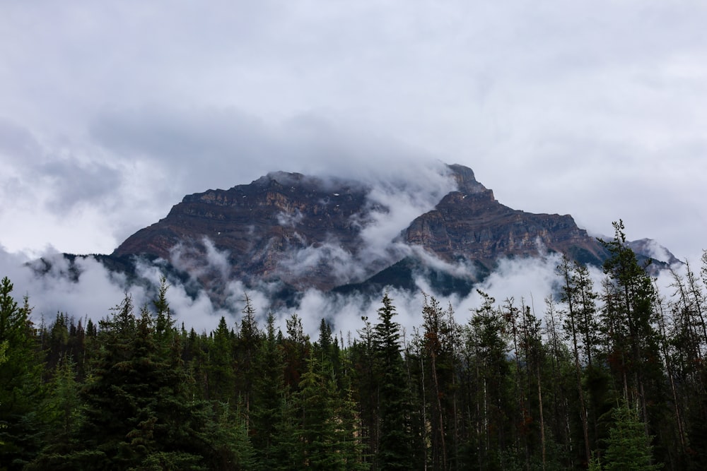 a forest with a mountain in the background