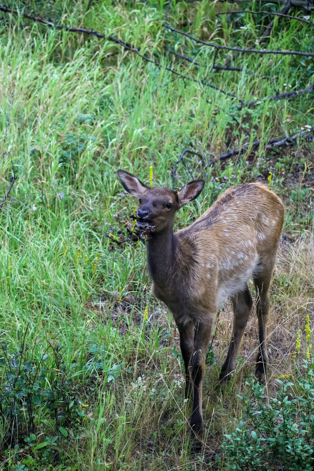 a deer in a grassy area