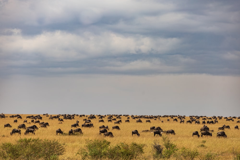 a herd of animals grazing in a field