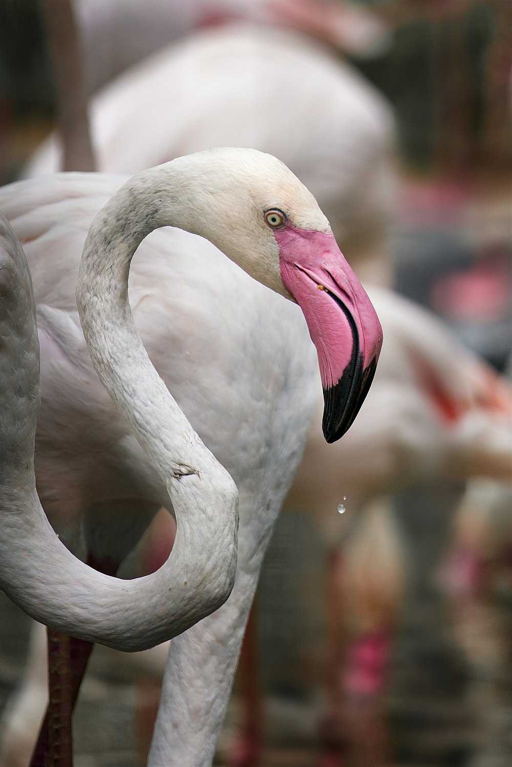 a white flamingo with its mouth open