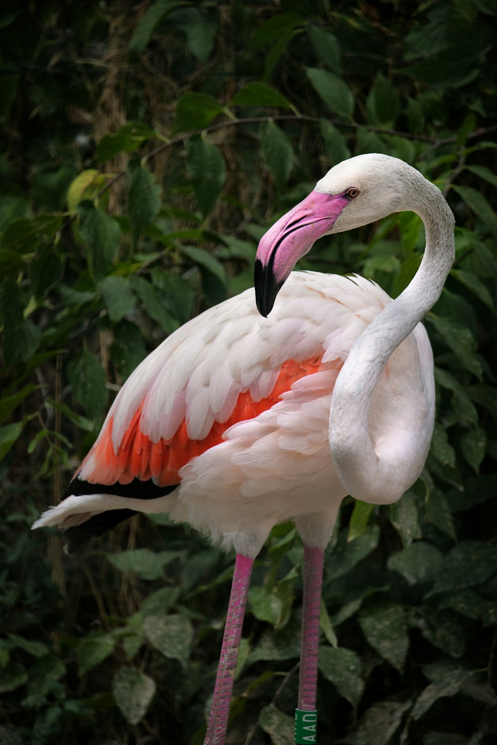 a pink flamingo with a long neck