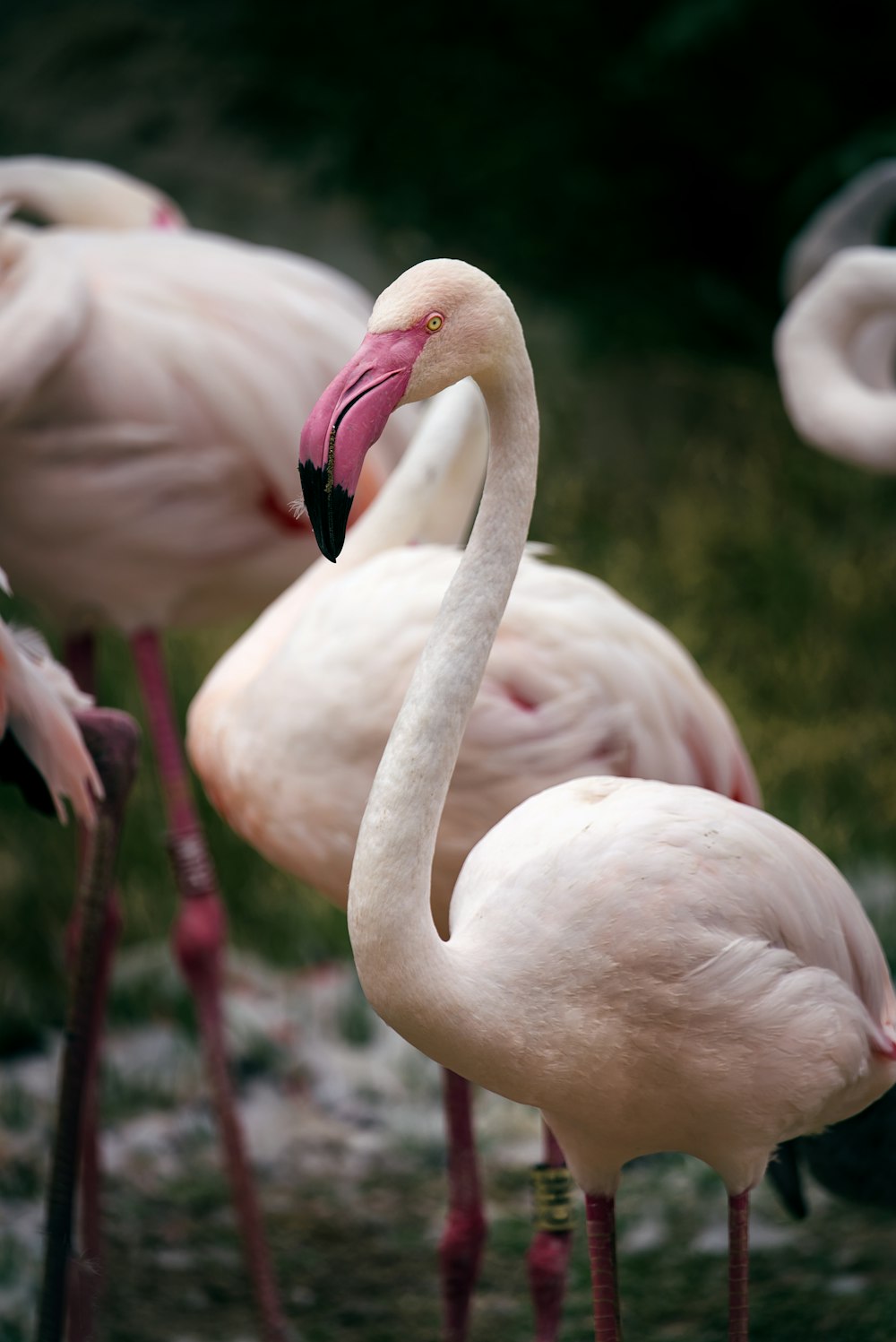 a group of flamingos stand near each other