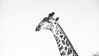 a giraffe with a long neck