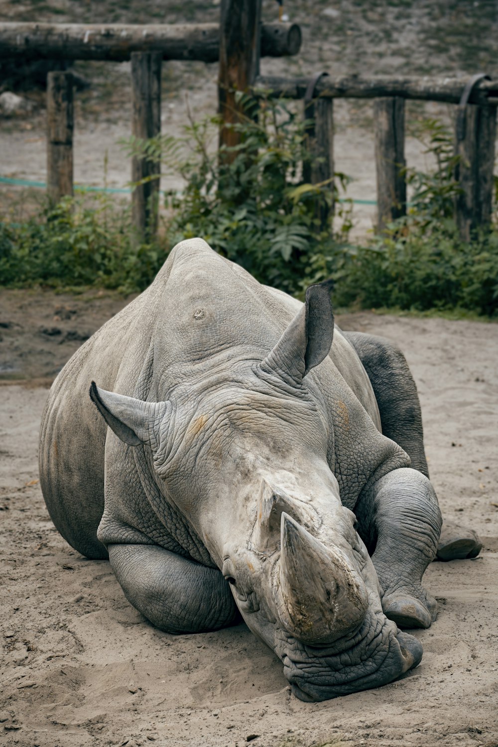 a rhino lying on the ground