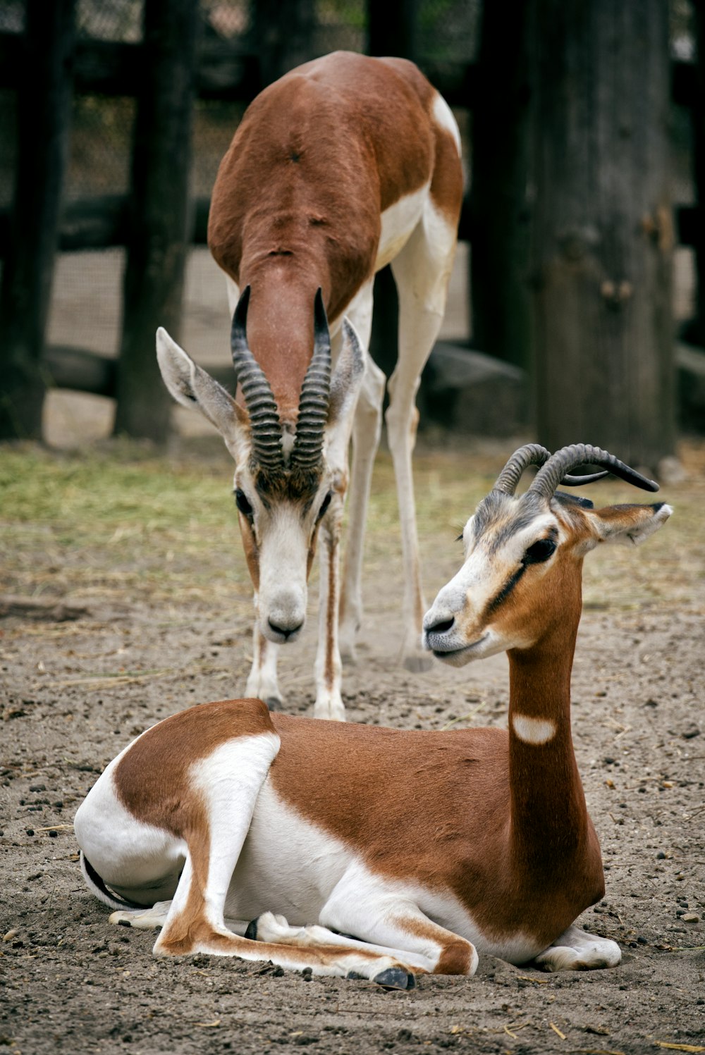 a couple of deer