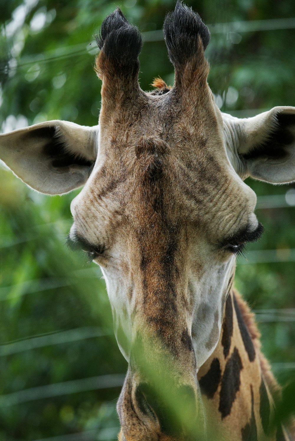 a giraffe with its eyes closed