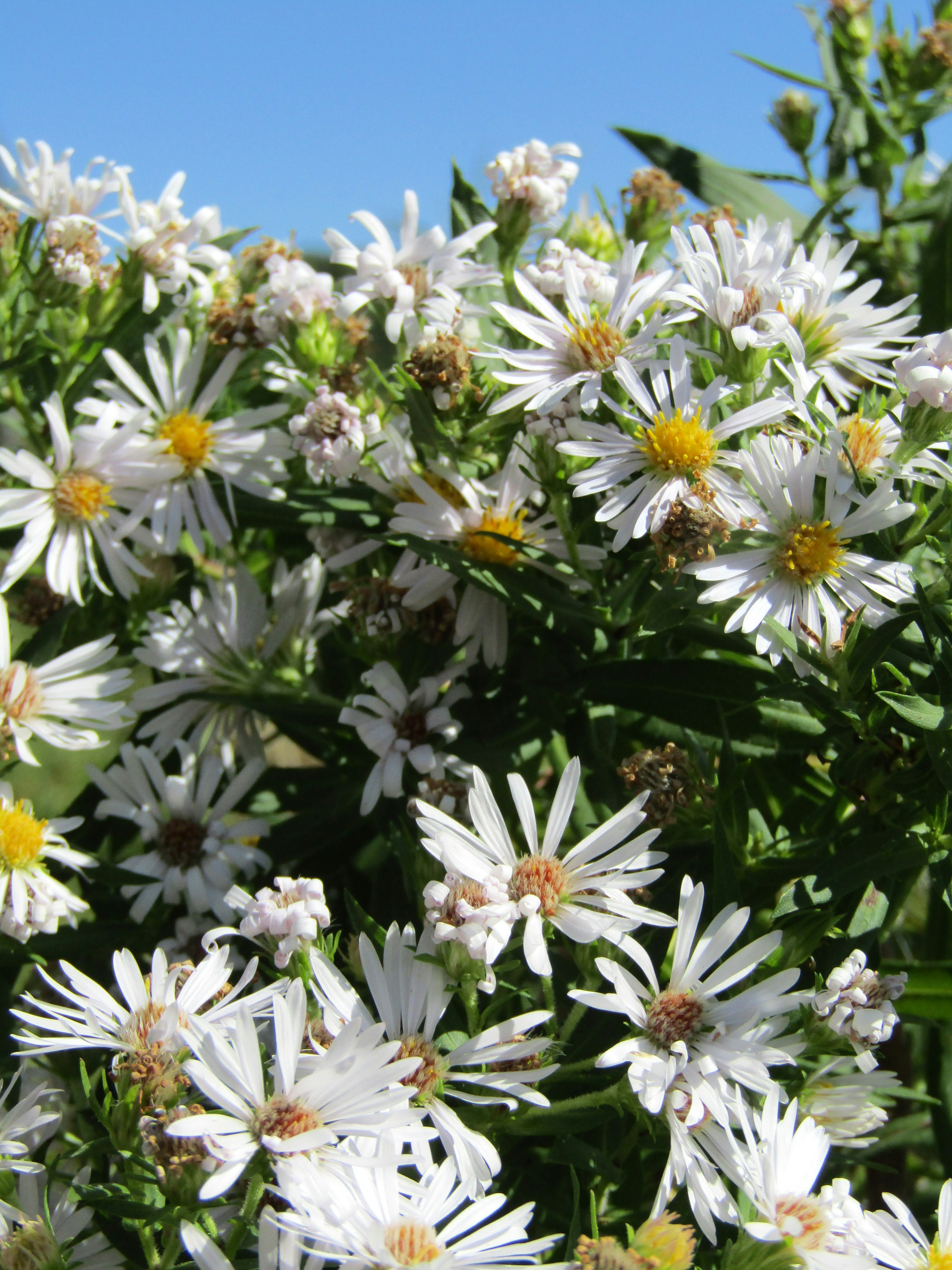Dense cluster of white daisies with yellow centers fills the frame against a clear blue sky.