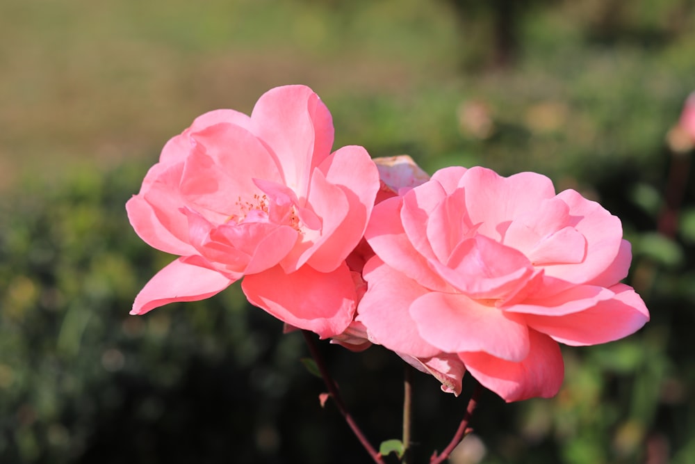 a group of pink flowers