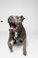 A playful pup with floppy ears catching a chilly pup treat mid-air in a sunny park.