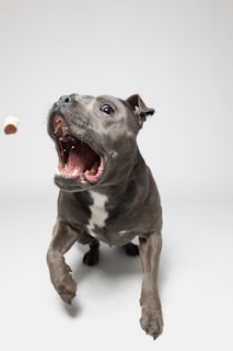 A joyful puppy enjoying a treat.