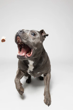 A playful dog catching a haus treat mid-air in a bright park.
