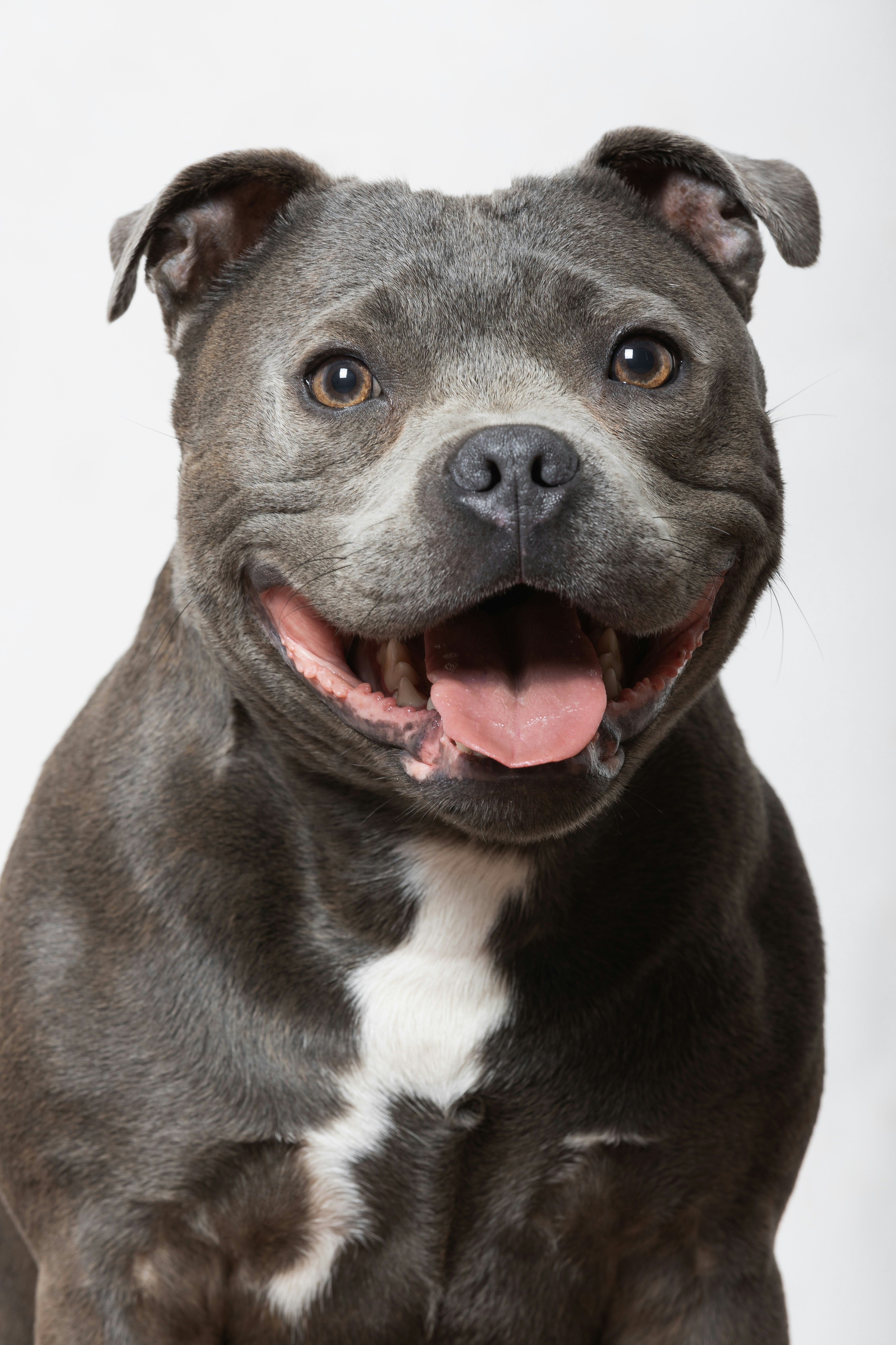 American Staffordshire Terrier