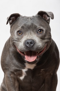 a dog with its mouth open