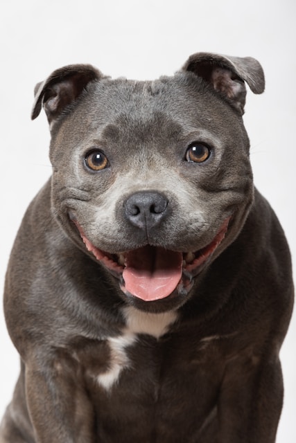 a dog with its mouth open
